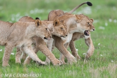 lionne et lionceaux / lioness and cubs