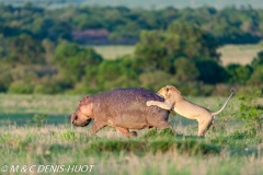 lion et hippo / lion and hippo