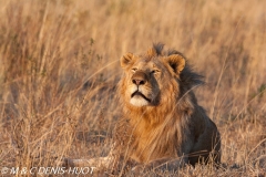 lion mâle / male lion