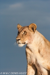 lionne / lioness