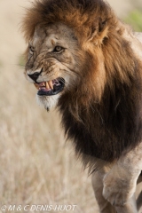 lion mâle / male lion