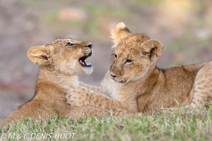 lionceau / lion cub