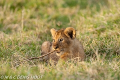 lionceau / lion cub