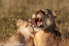 lionne et lionceaux / lioness and cubs