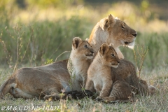 lionne et lionceaux / lioness and cubs