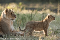 lionne et lionceaux / lioness and cubs