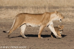 lionne et lionceaux / lioness and cubs