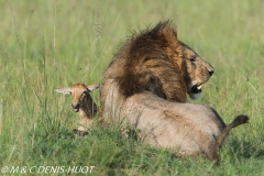 lion mâle / male lion