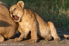 lionceau / lion cub