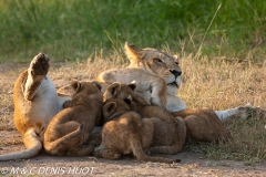 lionne et lionceaux / lioness and cubs