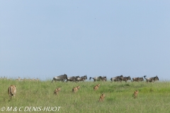 lionne et lionceaux / lioness and cubs