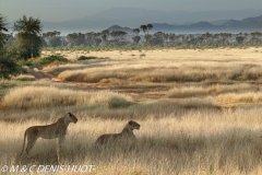 lionne / lioness