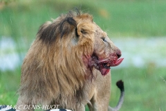 lion mâle / male lion