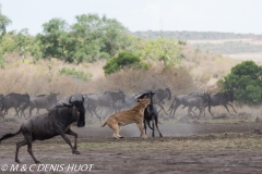 Lioness and wildebeest