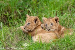 lionceau / lion cub