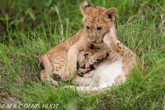 lionceau / lion cub