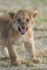 lionceau / lion cub