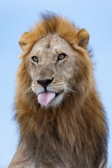 lion mâle / male lion