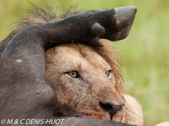 lion mâle / male lion