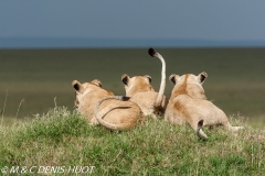 lionne en chasse / lioness hunting