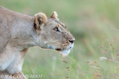 lionne en chasse / lioness hunting