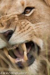 lionne en chasse / lioness hunting