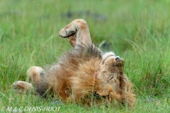 lion mâle / male lion