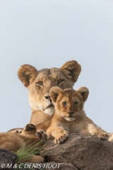 lionne et lionceaux / lioness and cubs