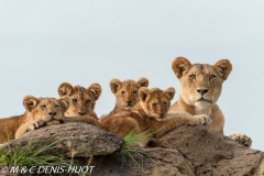 lionne et lionceaux / lioness and cubs