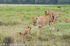 lionne et lionceaux / lioness and cubs