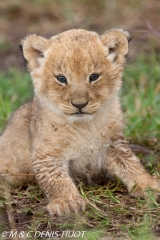 lionceau / lion cub