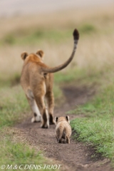 lionne et lionceaux / lioness and cubs