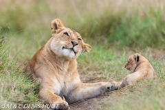 lionne et lionceaux / lioness and cubs