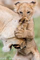 lionne et lionceaux / lioness and cubs