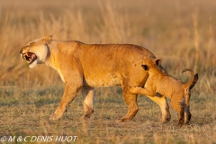 lionne et lionceaux / lioness and cubs