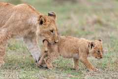 lionceau / lion cub