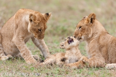 lionceau / lion cub