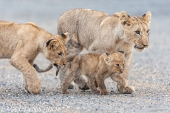 lionceau / lion cub