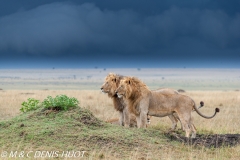 lion mâle / male lion