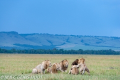 lion mâle / male lion