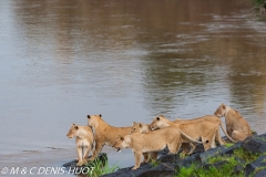 lionne / lioness