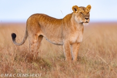 lionne / lioness