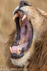 lion mâle / male lion