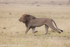 lion mâle / male lion