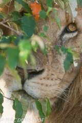 lion mâle / male lion