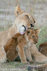 lionne et lionceaux / lioness and cubs