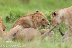 Lionceux / lion cubs