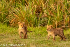 lionceau / lion cub