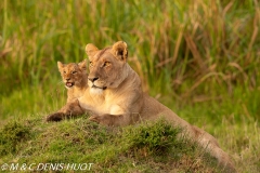 lionne et lionceaux / lioness and cubs