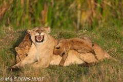 lionne et lionceaux / lioness and cubs